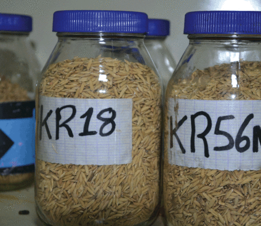 Variétés de riz FKR18 et FKR56N: de meilleurs rendements après la stabilisation