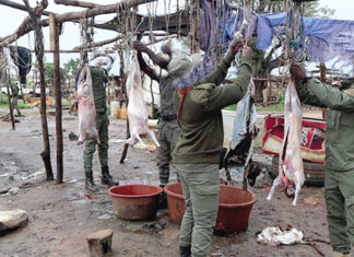 Lutte contre les produits insalubres : un site d’abattage clandestin démantelé