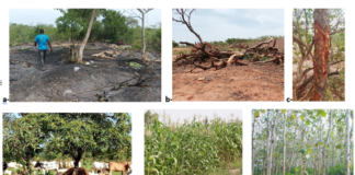 Gestion durable des forêts et des terres : Deux travaux de recherche sur le Burkina présentés à Nairobi