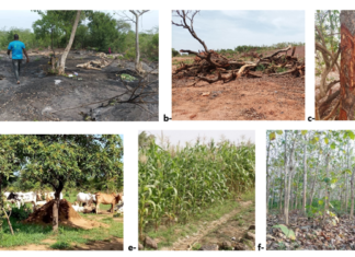 Gestion durable des forêts et des terres : Deux travaux de recherche sur le Burkina présentés à Nairobi