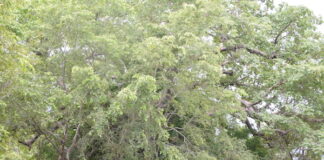 Résilience de l’Afrique face au changement climatique : Le rôle des services écosystémiques des forêts en discussion à Nairobi