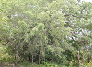 Résilience de l’Afrique face au changement climatique : Le rôle des services écosystémiques des forêts en discussion à Nairobi