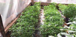 Agriculture hors sol : un palliatif à la perte des terres agricoles