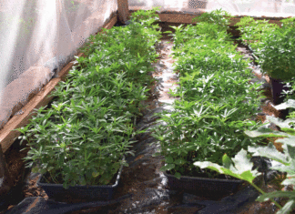 Agriculture hors sol : un palliatif à la perte des terres agricoles