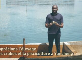 Aquaculture à Yancheng : le souffle de la modernisation sur une longue tradition maritime