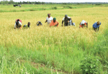 Production du riz amélioré : ces amazones qui repoussent l’insécurité alimentaire