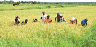 Production du riz amélioré : ces amazones qui repoussent l’insécurité alimentaire
