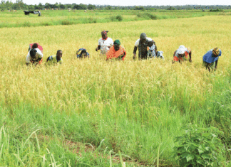 Production du riz amélioré : ces amazones qui repoussent l’insécurité alimentaire