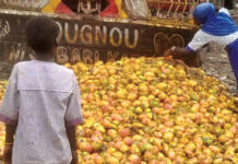 Filière mangue : une saison « infructueuse » pour les producteurs de Kénédougou