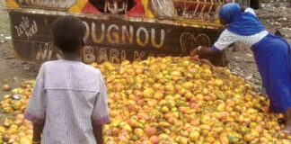 Filière mangue : une saison « infructueuse » pour les producteurs de Kénédougou