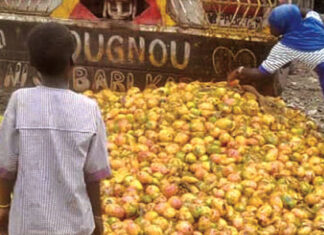 Filière mangue : une saison « infructueuse » pour les producteurs de Kénédougou