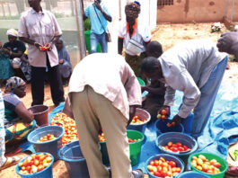 Production maraîchère à Ouahigouya : un exemple de vivre-ensemble entre déplacés, réfugiés et hôtes
