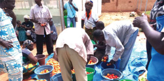 Production maraîchère à Ouahigouya : un exemple de vivre-ensemble entre déplacés, réfugiés et hôtes