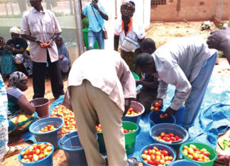 Production maraîchère à Ouahigouya : un exemple de vivre-ensemble entre déplacés, réfugiés et hôtes