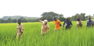 Campagne agricole 2023-2024 : le retard rattrapé dans les Cacades