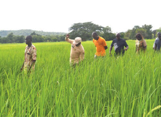 Campagne agricole 2023-2024 : le retard rattrapé dans les Cacades