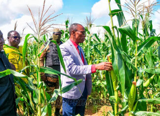 Initiative présidentielle pour la production agricole : le Premier ministre dans un champ pilote des Cascades