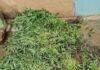Centre-Sud : Un couple de cultivateurs de cannabis appréhendé par la police