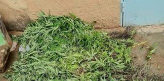 Centre-Sud : Un couple de cultivateurs de cannabis appréhendé par la police