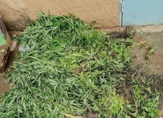 Centre-Sud : Un couple de cultivateurs de cannabis appréhendé par la police