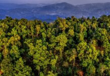 Chine : Les forêts anciennes de théiers à Pu’er en Chine classées au patrimoine mondial