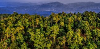 Chine : Les forêts anciennes de théiers à Pu’er en Chine classées au patrimoine mondial