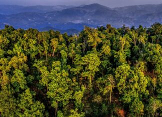 Chine : Les forêts anciennes de théiers à Pu’er en Chine classées au patrimoine mondial