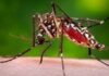 Flambée de la dengue au Burkina : « La pratique de l’automédication peut conduire à des conséquences désastreuses ou à la mort », Dr Abdoul Aziz Ouédraogo