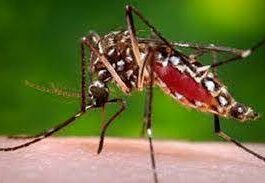 Flambée de la dengue au Burkina : « La pratique de l’automédication peut conduire à des conséquences désastreuses ou à la mort », Dr Abdoul Aziz Ouédraogo