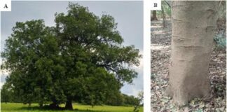 Espèces médicinales : Le Celtis toka en voie de disparition