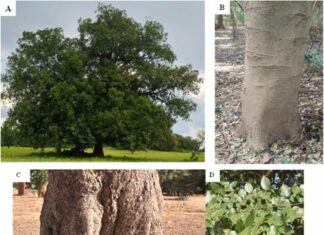 Espèces médicinales : Le Celtis toka en voie de disparition