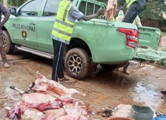 Ouagadougou : La police municipale saisi des carcasses d’animaux et détruit des sites d’abattage