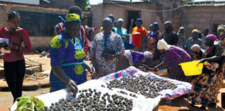 Transformation des produits forestiers non ligneux : la résilience des acteurs face à l’insécurité