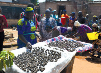 Transformation des produits forestiers non ligneux : la résilience des acteurs face à l’insécurité