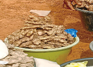 Culture du gingembre dans le Kénédougou : une filière porteuse dans les communes de Koloko et Kangala