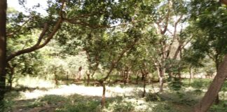 Jardin polyvalent à l’arrondissement 3 de Ouagadougou : Un havre de biodiversité et de prospérité