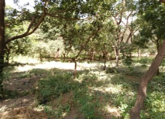 Jardin polyvalent à l’arrondissement 3 de Ouagadougou : Un havre de biodiversité et de prospérité