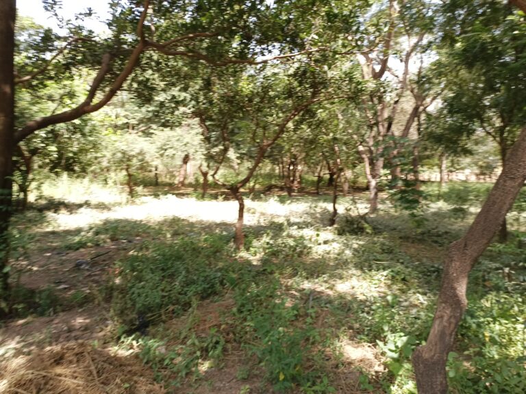 Jardin polyvalent à l’arrondissement 3 de Ouagadougou : Un havre de biodiversité et de prospérité