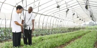 L’industrie du manioc prospère dans le cadre de la coopération agricole Chine-Afrique