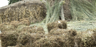 Culture fourragère dans le Ziro: un levier essentiel pour la durabilité de l’élevage