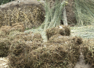 Culture fourragère dans le Ziro: un levier essentiel pour la durabilité de l’élevage