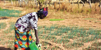 Renforcement de la résilience de l’agriculture urbaine : le projet AGRIPSAU lancé