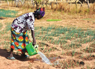 Renforcement de la résilience de l’agriculture urbaine : le projet AGRIPSAU lancé
