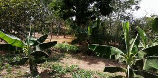 Entrepreneuriat agroécologique: un pourvoyeur d’emplois verts en quête d’accompagnements