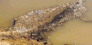 Pollution au Burkina: le plus long cours d’eau en danger