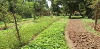 Défis écologiques brûlants du Burkina Faso : Les actions cruciales à entreprendre