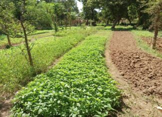 Défis écologiques brûlants du Burkina Faso : Les actions cruciales à entreprendre