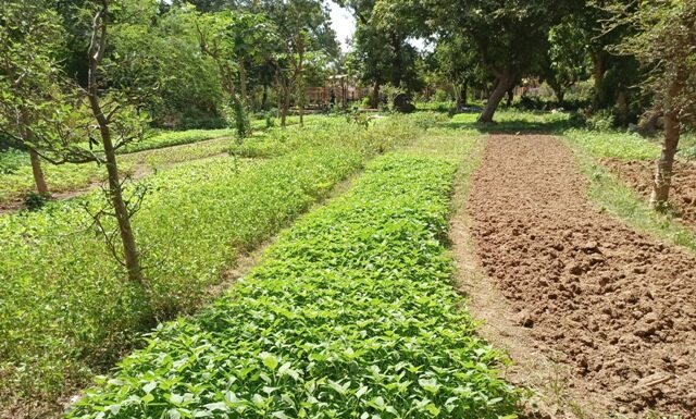 Défis écologiques brûlants du Burkina Faso : Les actions cruciales à entreprendre