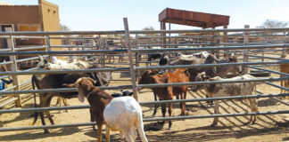 Zone à défi sécuritaire dans le Centre-Nord : l’économie tourne enfin dans les villages réinstallés