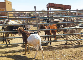 Zone à défi sécuritaire dans le Centre-Nord : l’économie tourne enfin dans les villages réinstallés